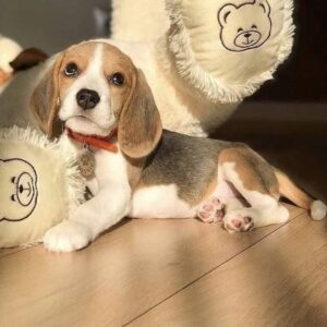 Frankie ( Male )