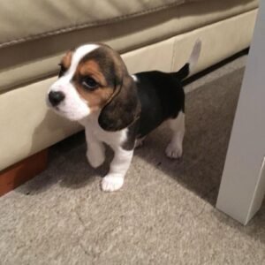 Charlie ( Male )