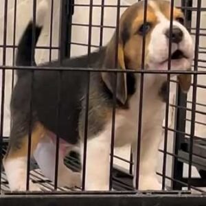 Rosie ( Female )