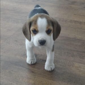Maxie ( Female )