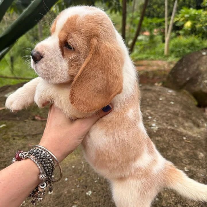 Rosie ( Female )