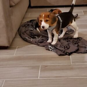 Milo ( Male )