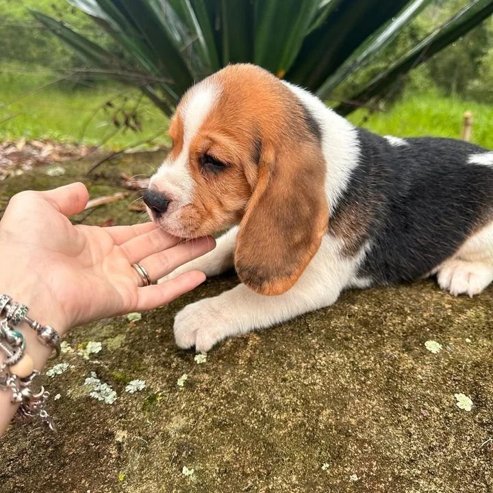 Willow ( Female )